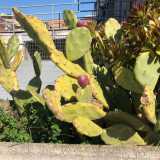 ...e succulenti fichi d�india